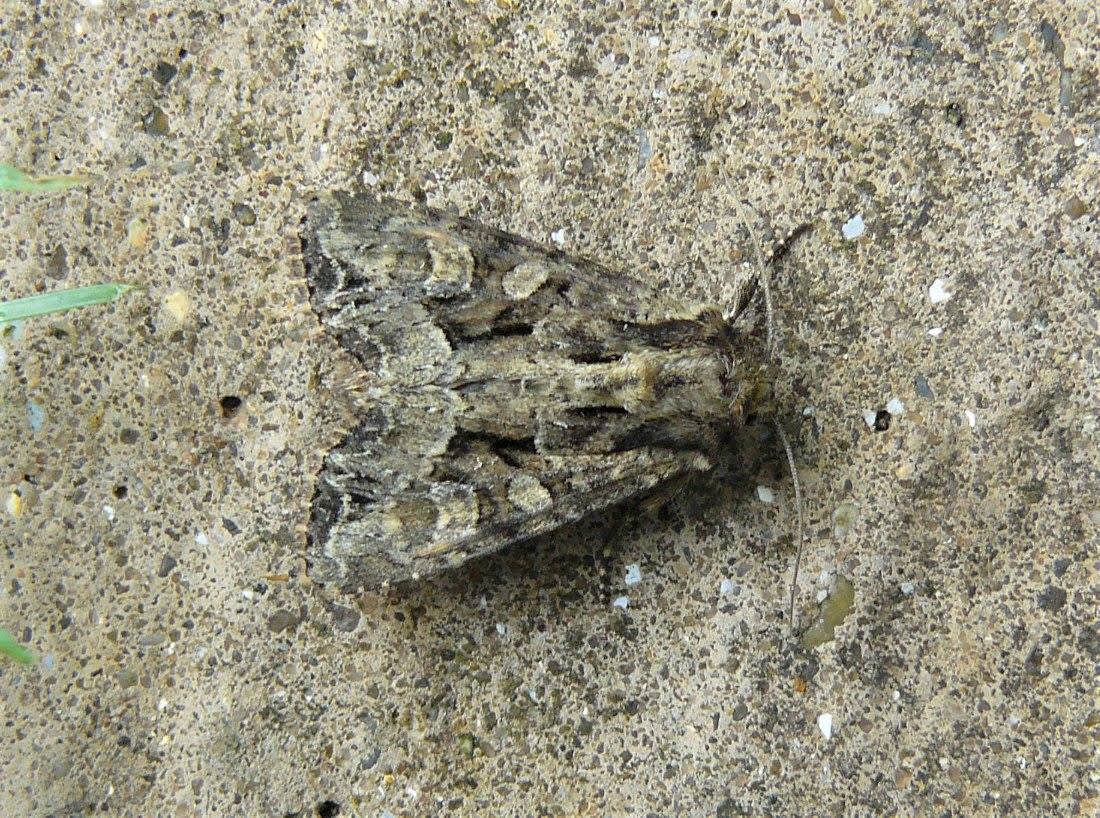 Dusky Brocade (Apamea remissa) photographed at Grain by Fred Butcher