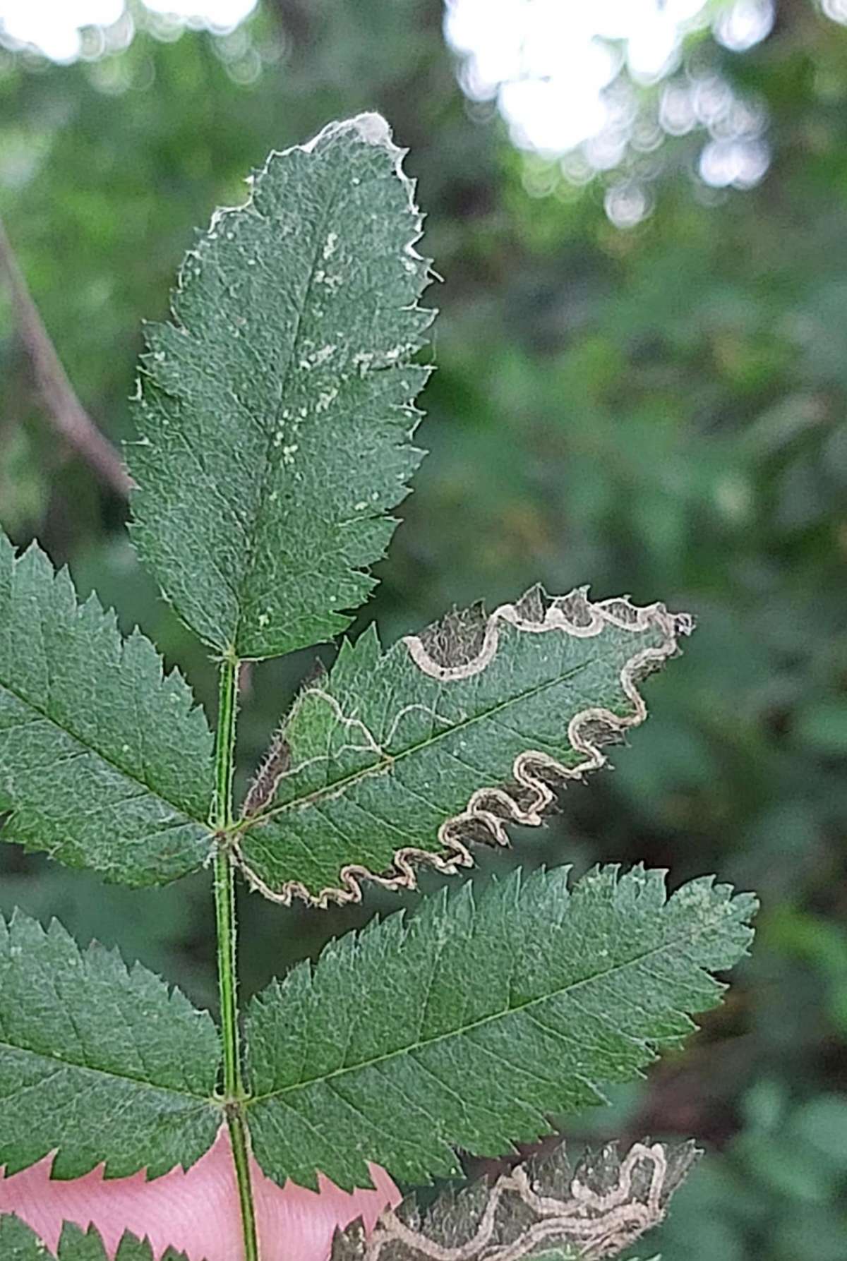 Common Rowan Pigmy (Stigmella nylandriella) photographed in Kent by Antony Wren