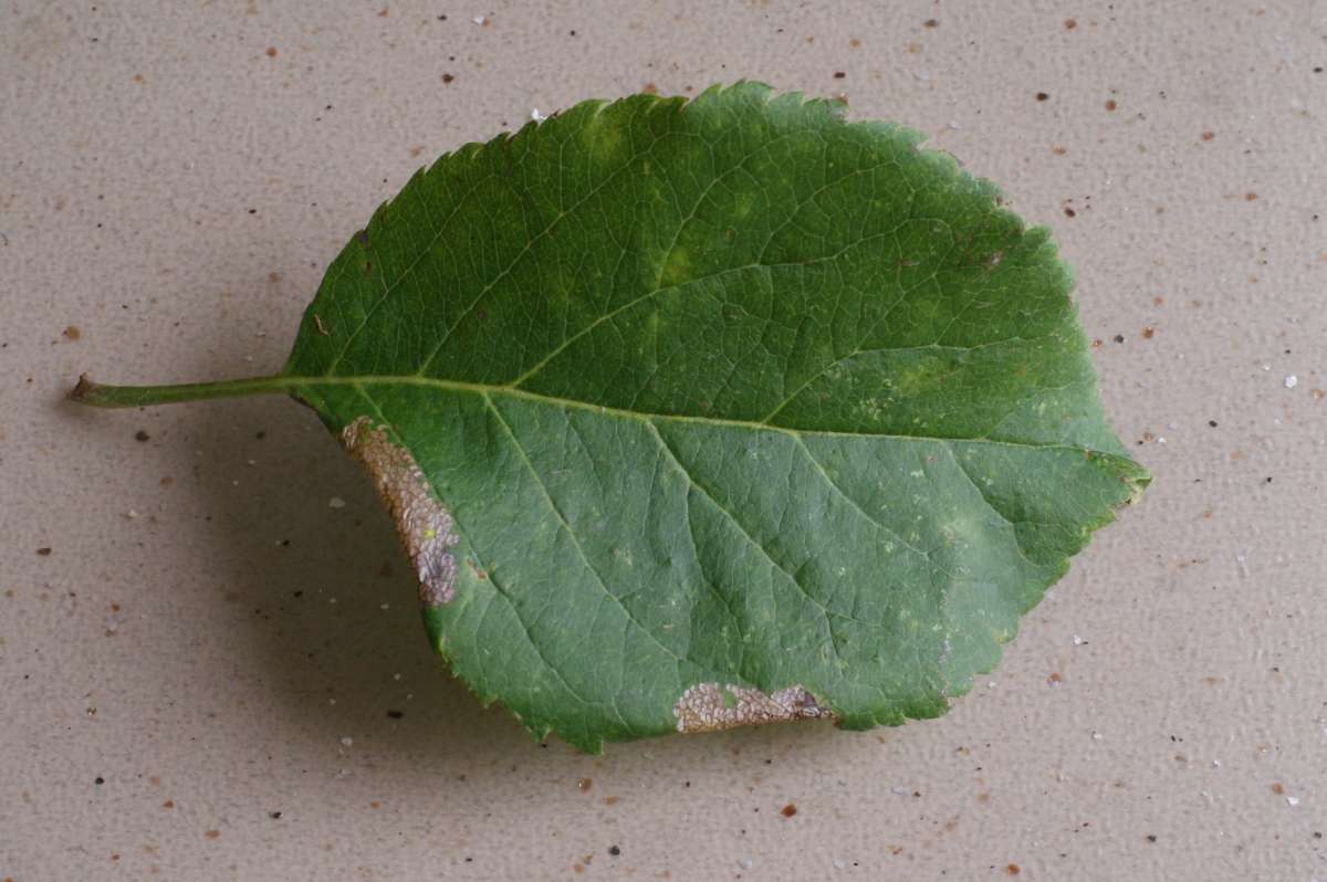 Garden Apple Slender (Callisto denticulella) photographed in Kent by Dave Shenton 