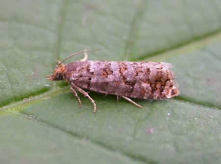 Pine Cone Tortrix (Gravitarmata margarotana) photographed at Clowes Wood by Francis Solly