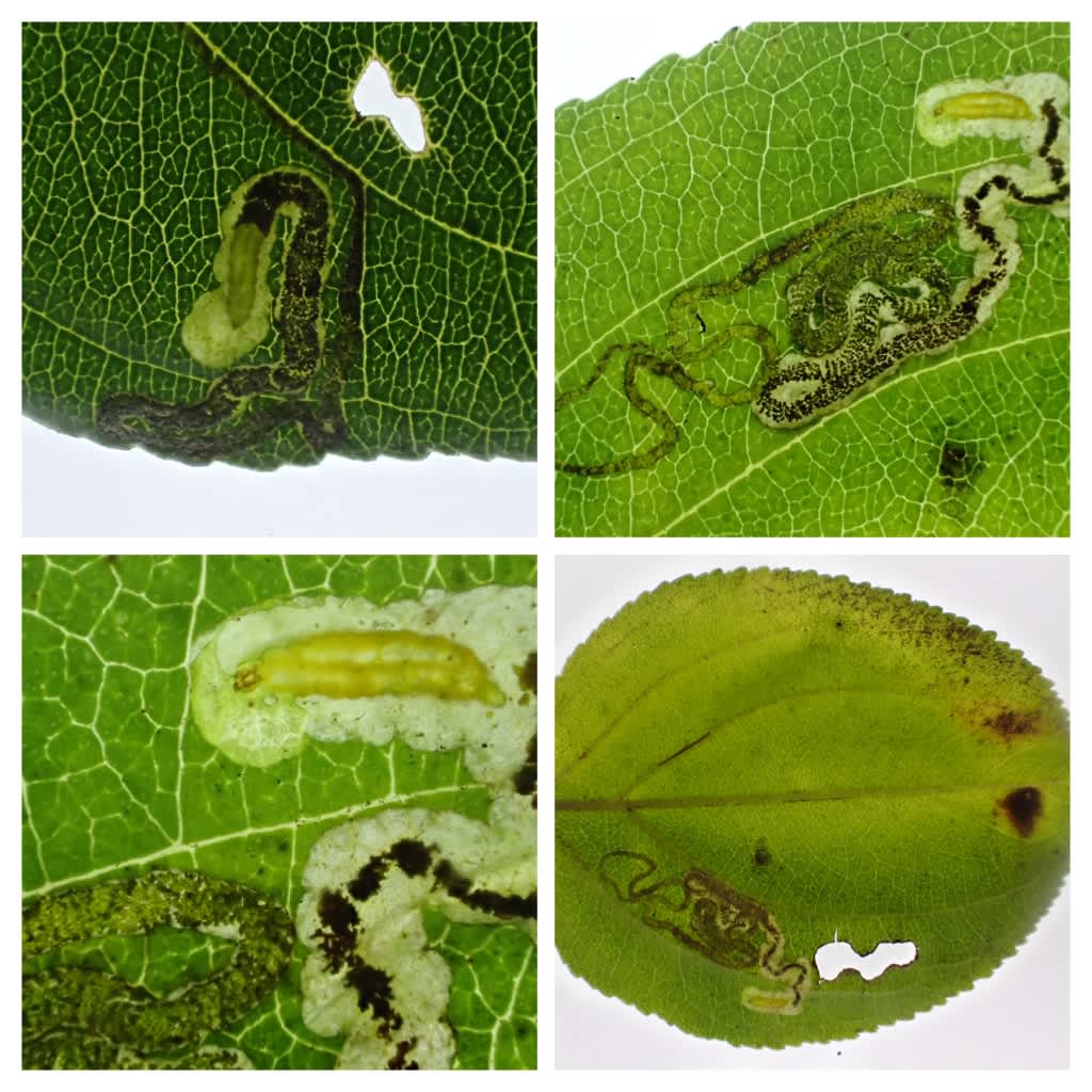 Buckthorn Pigmy (Stigmella catharticella) photographed in Kent by Dave Shenton 