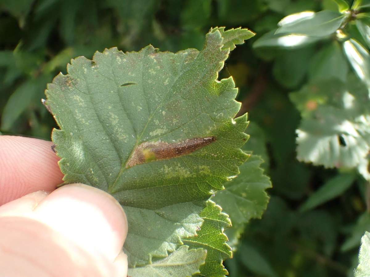 Elm Midget (Phyllonorycter tristrigella) photographed at Herne  by Dave Shenton 