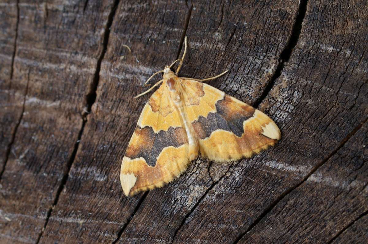 Barred Yellow (Cidaria fulvata) photographed at Aylesham  by Dave Shenton 