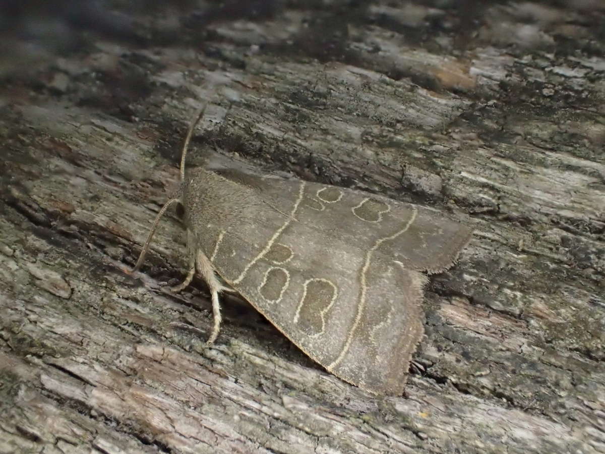 The Olive (Ipimorpha subtusa) photographed in Kent by Dave Shenton 