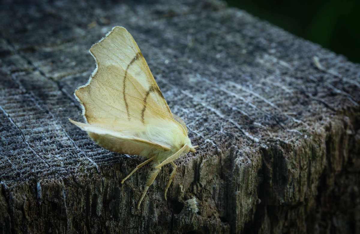 September Thorn (Ennomos erosaria) photographed in Kent by Carol Strafford 