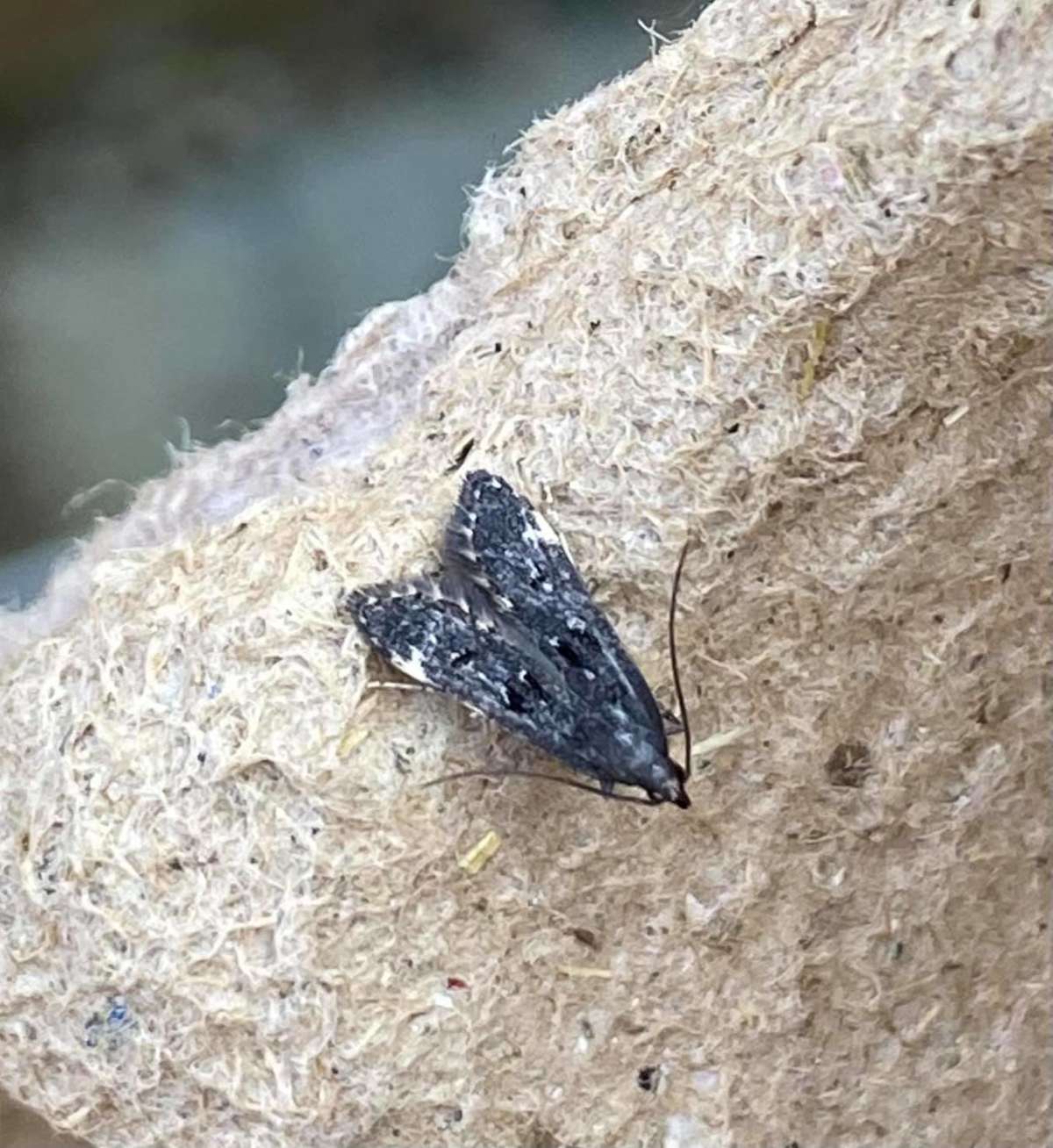 Lichen Crest (Dichomeris alacella) photographed at Marden  by Helen L Bosher