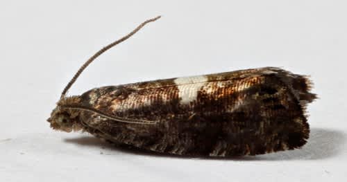 Triangle-marked Piercer (Pammene spiniana) photographed in Kent by Steve Cutt 