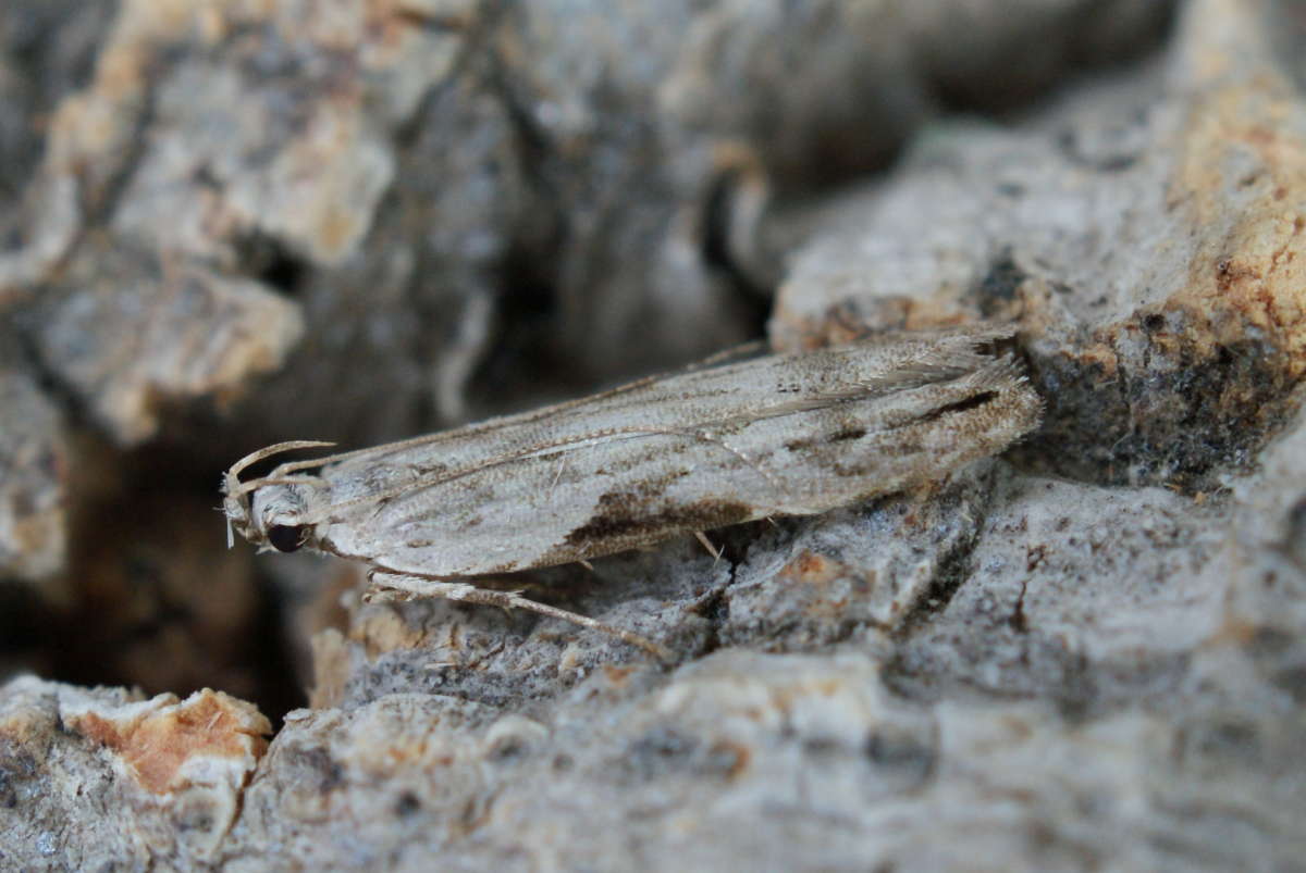 Square-spot Sober (Hypatima rhomboidella) photographed at Aylesham  by Dave Shenton 