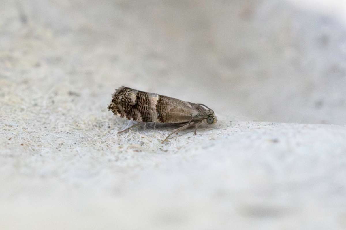 Juniper Berry Piercer (Pammene juniperana) photographed at Thanet by Alan Meek