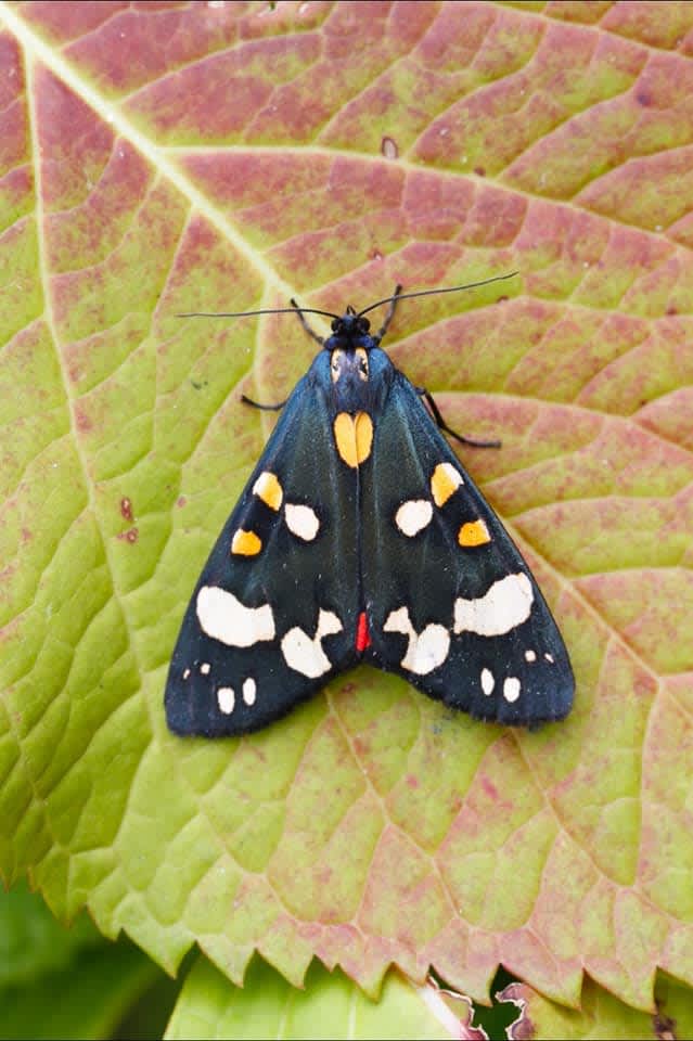 Scarlet Tiger (Callimorpha dominula) photographed in Kent by Bernard Boothroyd