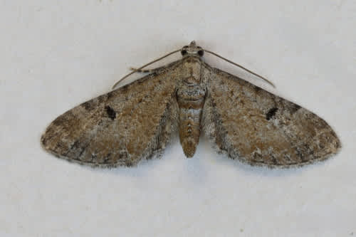 Pimpinel Pug (Eupithecia pimpinellata) photographed in Kent by Steve Cutt