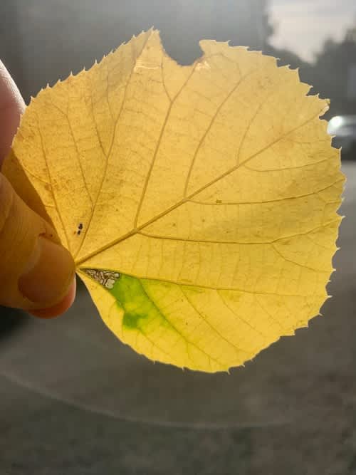 Lime Pigmy (Stigmella tiliae) photographed at Wrotham by Oliver Bournat 