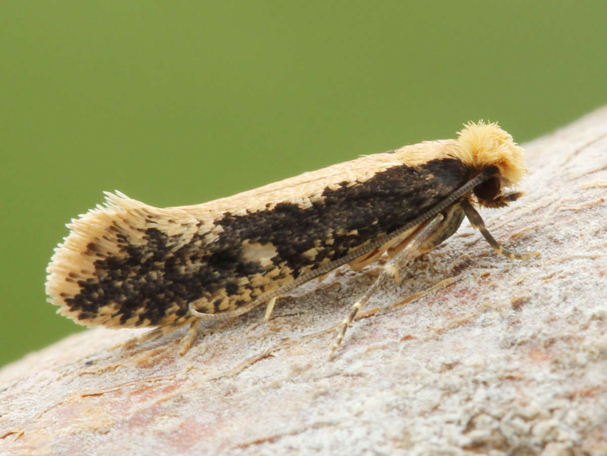 Pale-backed Clothes Moth (Monopis crocicapitella) photographed in Kent by David Beadle 