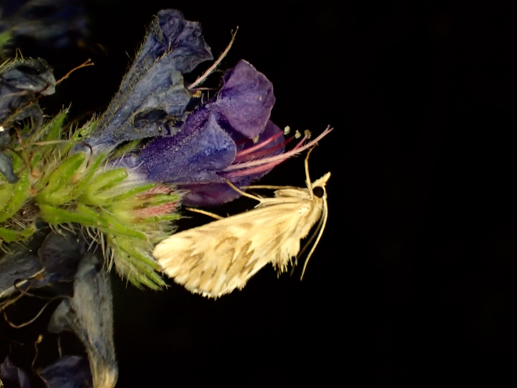 Starry Pearl (Cynaeda dentalis) photographed at Stodmarsh NNR by Dave Shenton