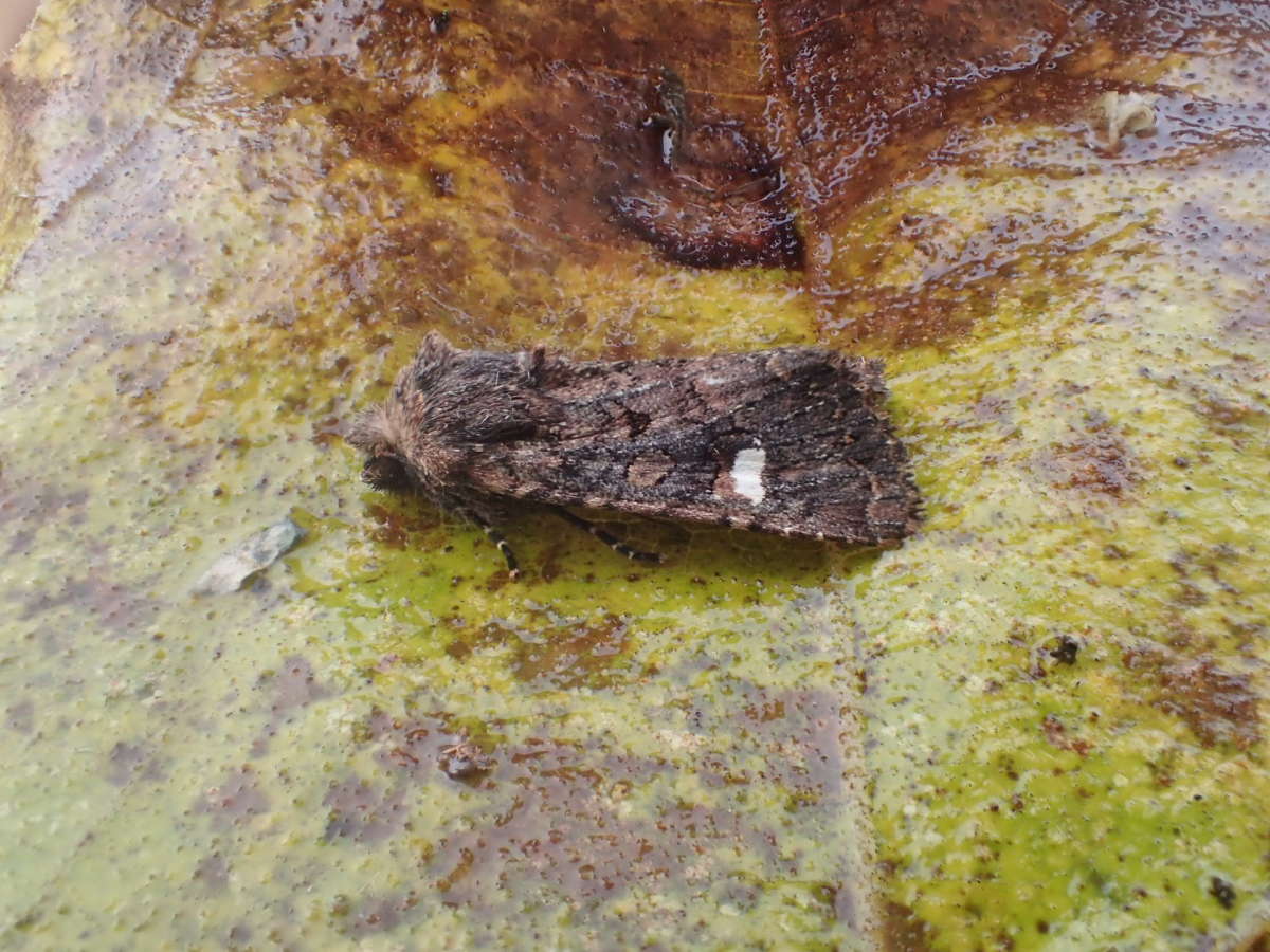 Oak Rustic (Dryobota labecula) photographed in Kent by Dave Shenton