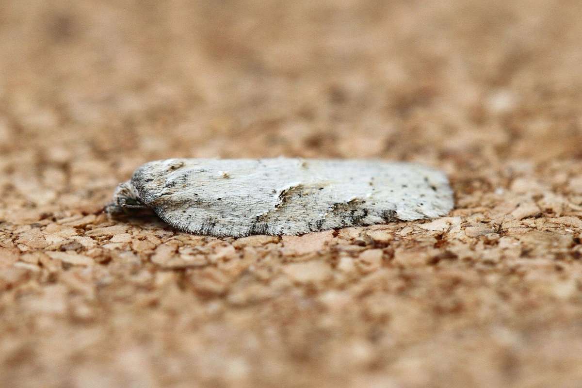 Grey Birch Button (Acleris logiana) photographed in Kent by Josh Jones 