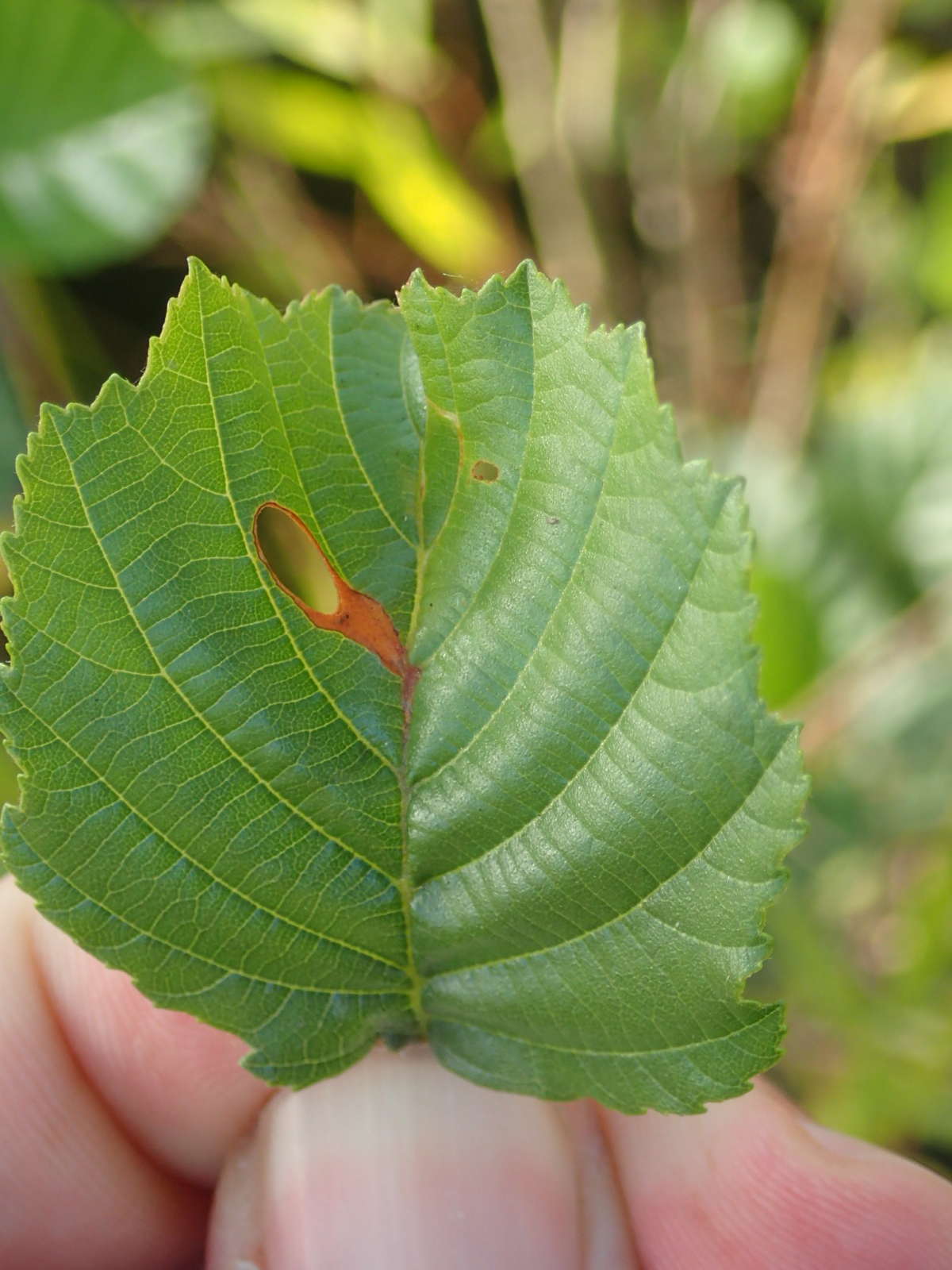 Alder Lift (Heliozela resplendella) photographed in Kent by Dave Shenton 