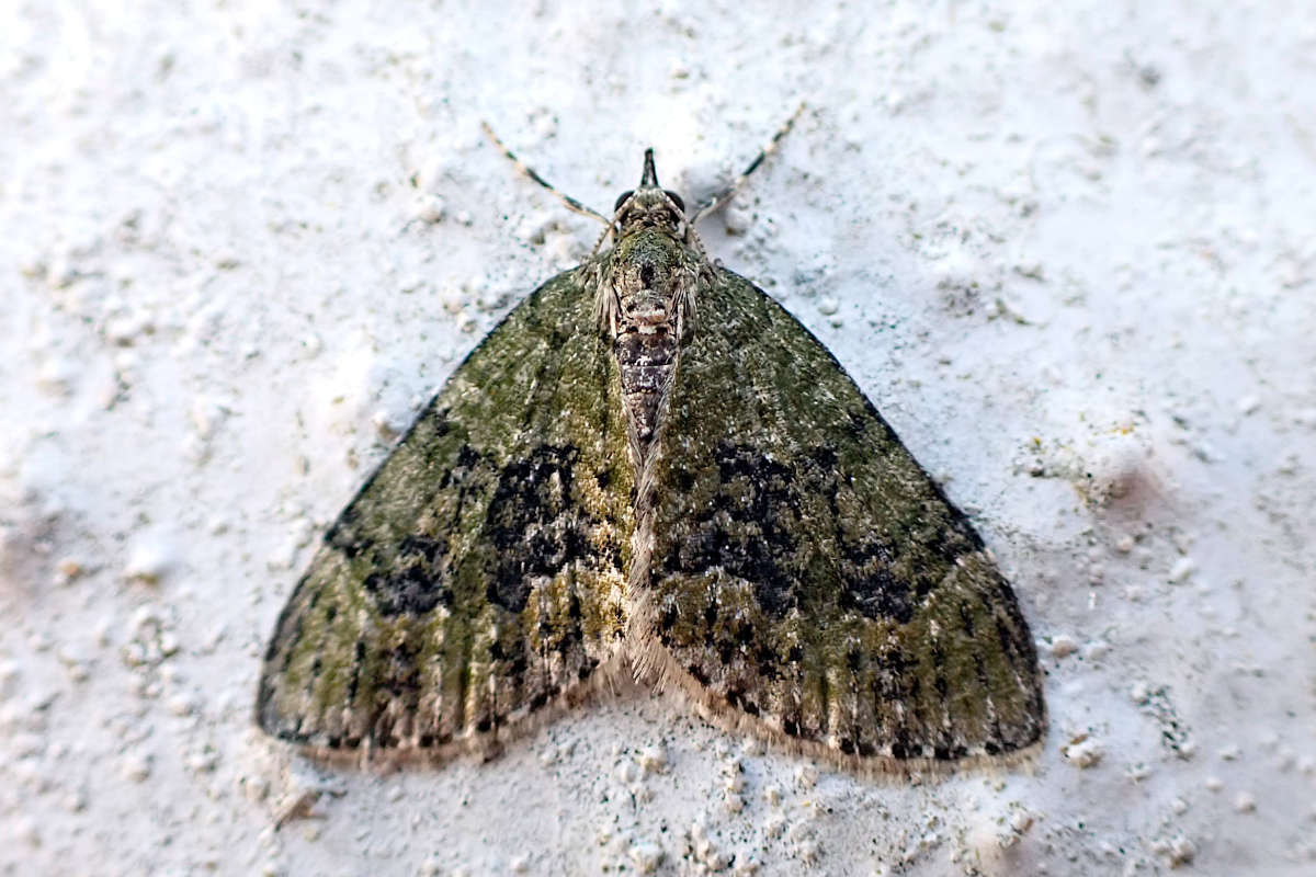 Yellow-barred Brindle (Acasis viretata) photographed at Maidstone  by M & K Rutter