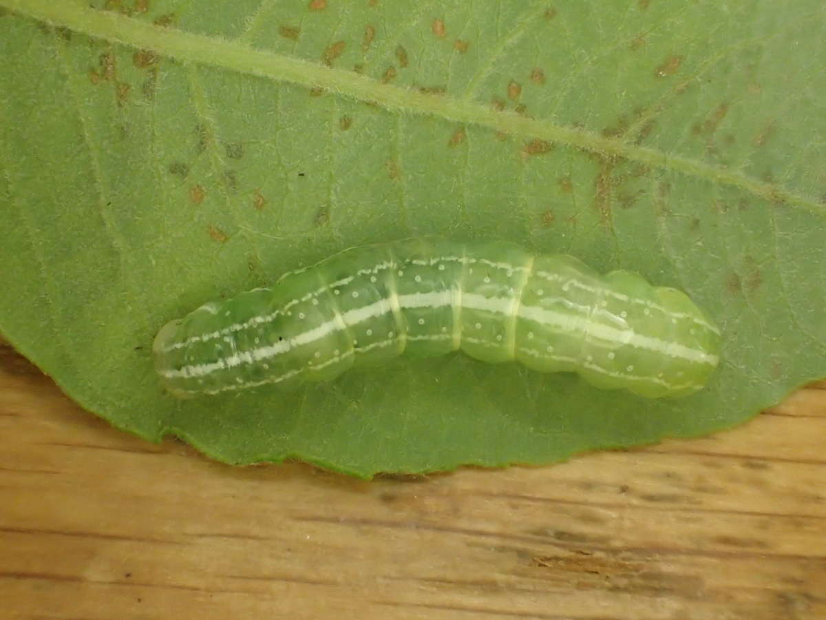 Minor Shoulder-knot (Brachylomia viminalis) photographed at Marden  by Dave Shenton