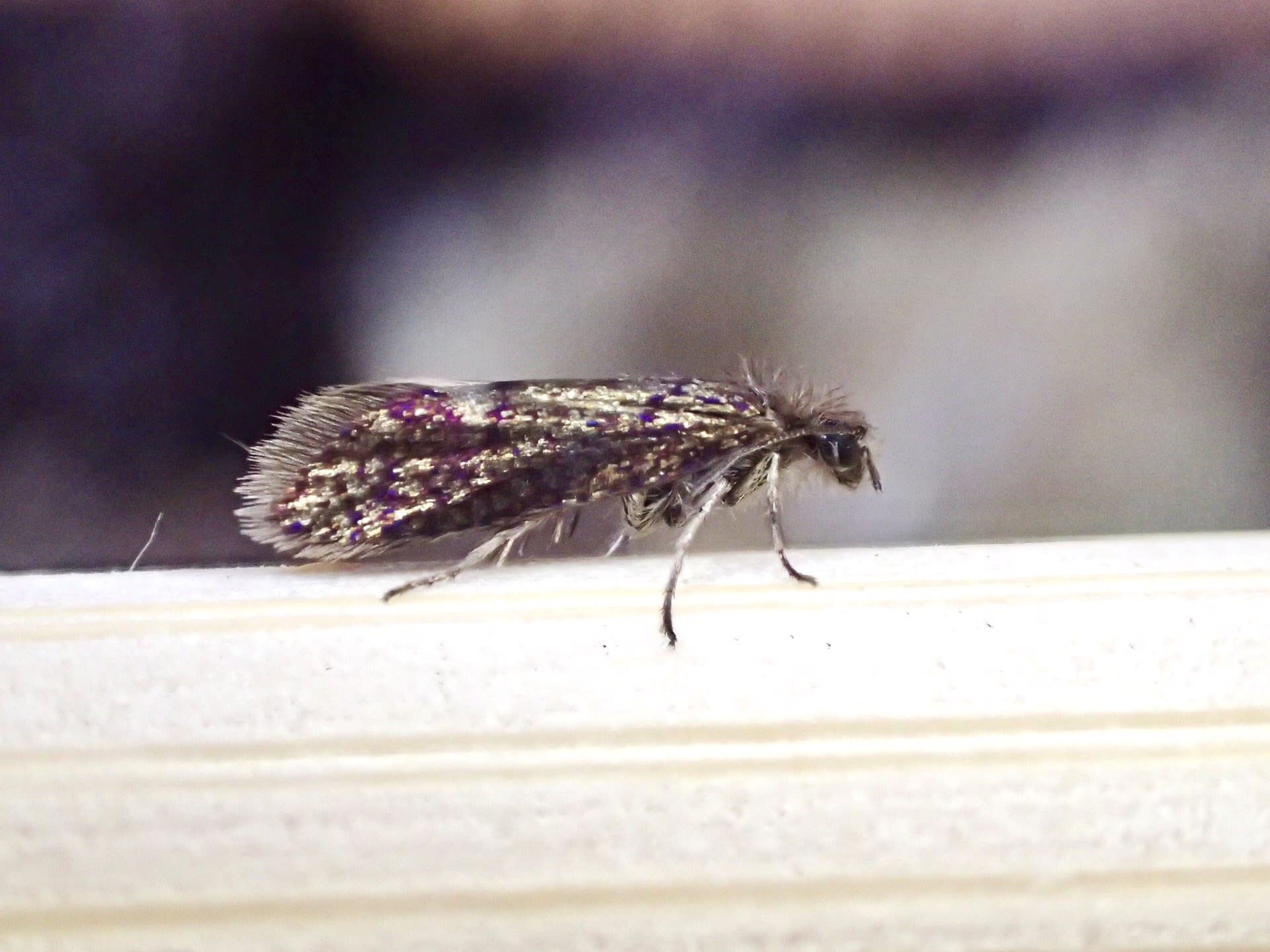 Small Hazel Purple (Paracrania chrysolepidella) photographed at Jumping Downs LNR by Dave Shenton 