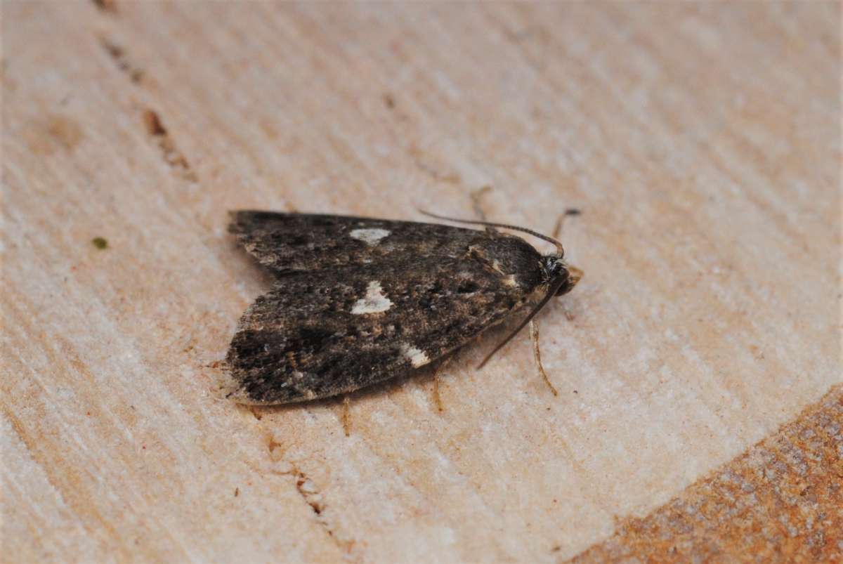 White-barred Tortrix (Olindia schumacherana) photographed in Kent by Antony Wren