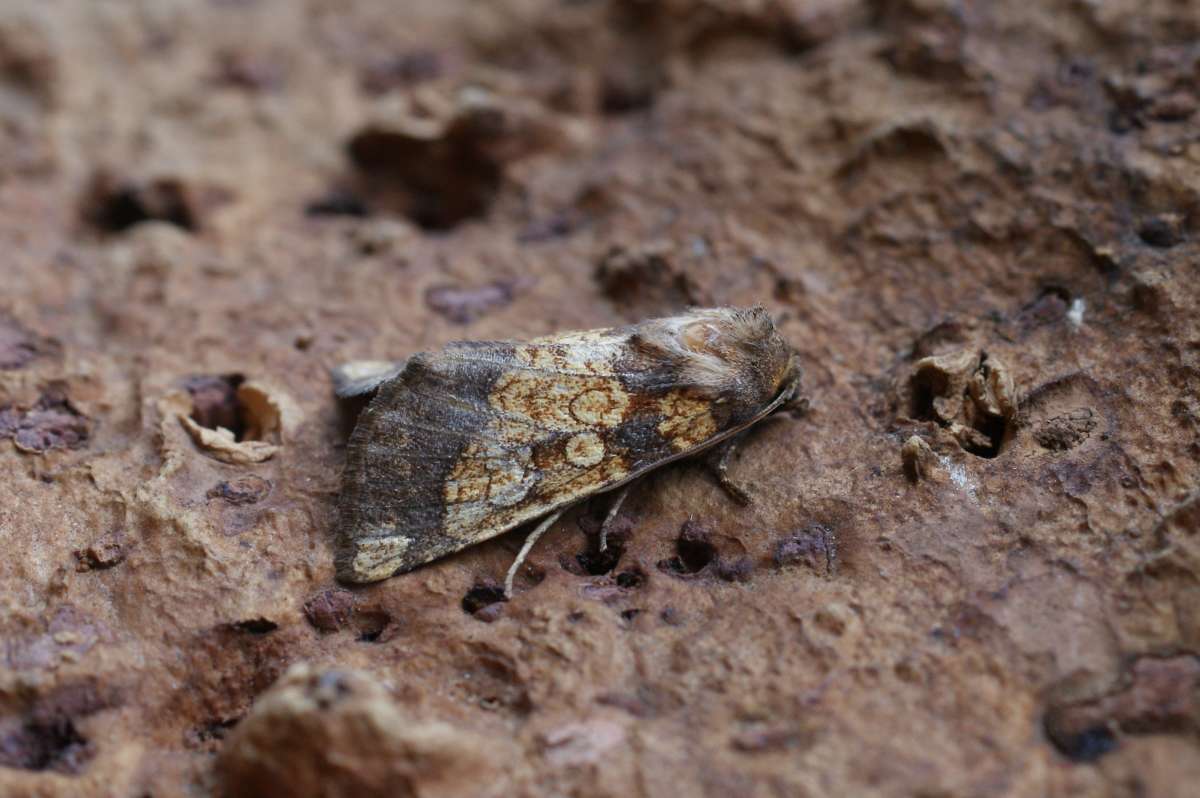 Frosted Orange (Gortyna flavago) photographed in Kent by Dave Shenton 