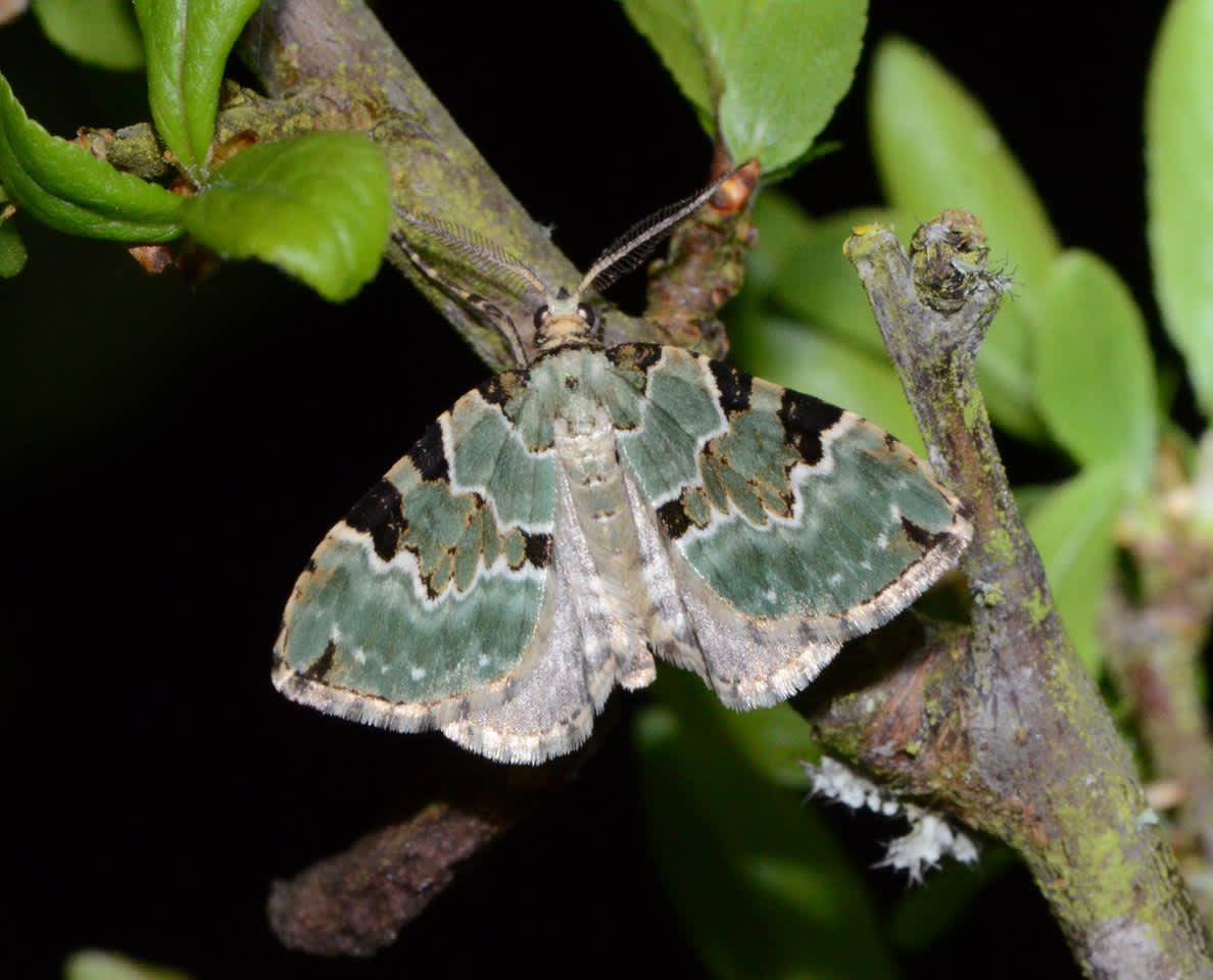 Green Carpet (Colostygia pectinataria) photographed in Kent by Alan Stubbs