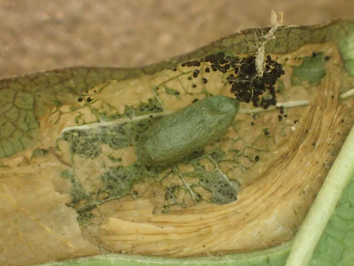 Large Midget (Phyllonorycter emberizaepenella) photographed in Kent by Dave Shenton 