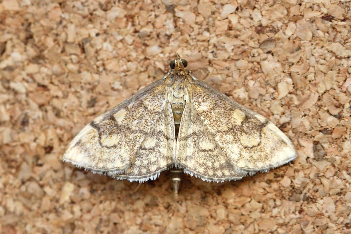 Golden Pearl (Anania verbascalis) photographed in Kent by Josh Jones 