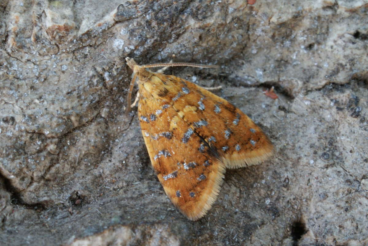 Yellow-spot Tortrix (Pseudargyrotoza conwagana) photographed at Aylesham  by Dave Shenton 