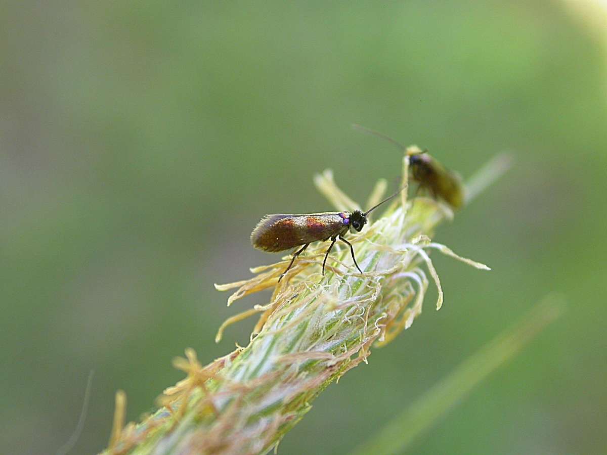 Black-headed Gold (Micropterix mansuetella) photographed at Church Wood  by F Solly