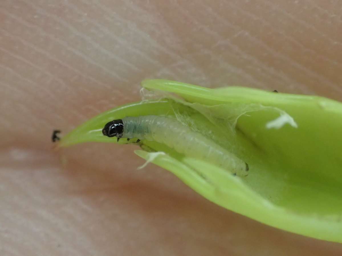 Holly Tortrix (Rhopobota naevana) photographed in Kent by Dave Shenton 