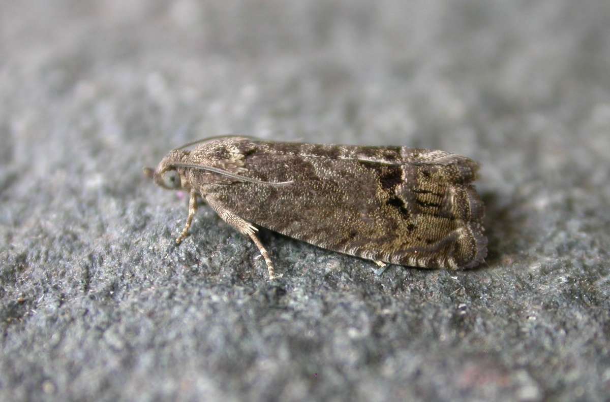 Marbled Piercer (Cydia splendana) photographed in Kent by Ross Newham