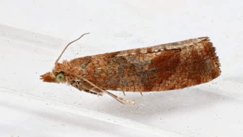 Variable Bell (Epinotia solandriana) photographed in Kent by Steve Cutt