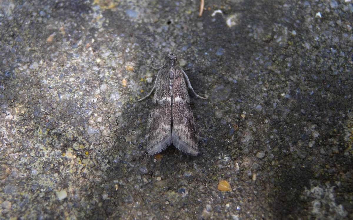 Heath Knot-horn (Apomyelois bistriatella) photographed in Kent by Andrew Lawson 