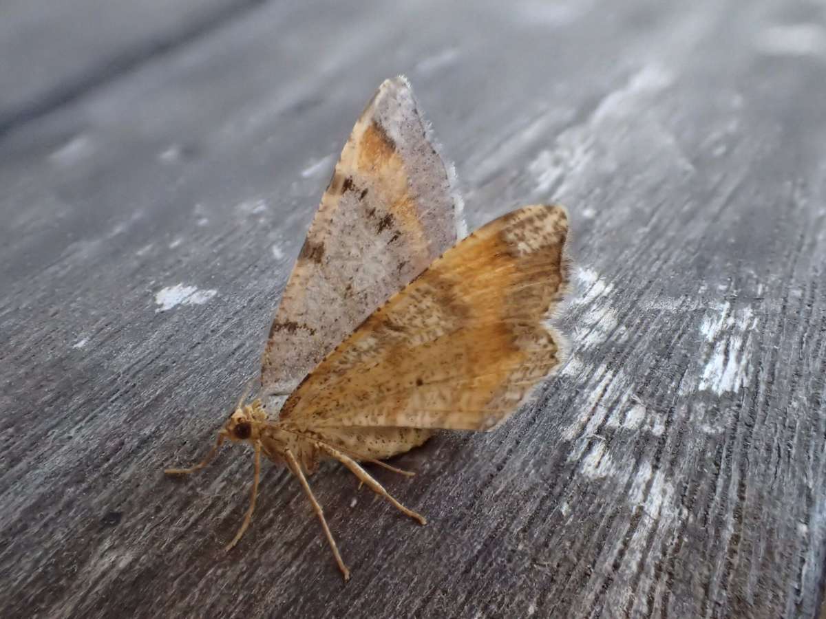 Tawny-barred Angle (Macaria liturata) photographed in Kent by Dave Shenton 