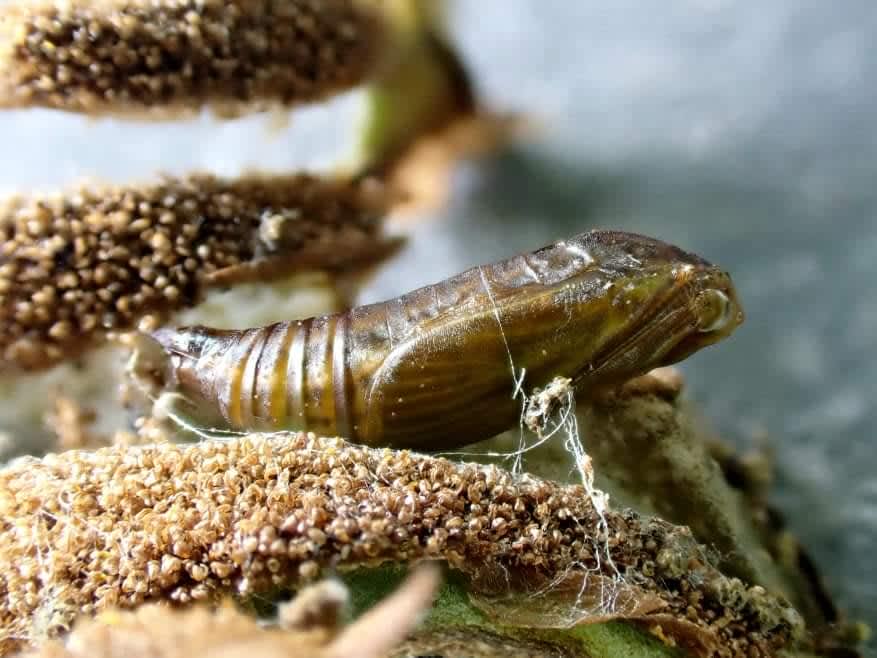 Golden-brown Fern Moth (Musotima nitidalis) photographed in Kent by Len Cooper 