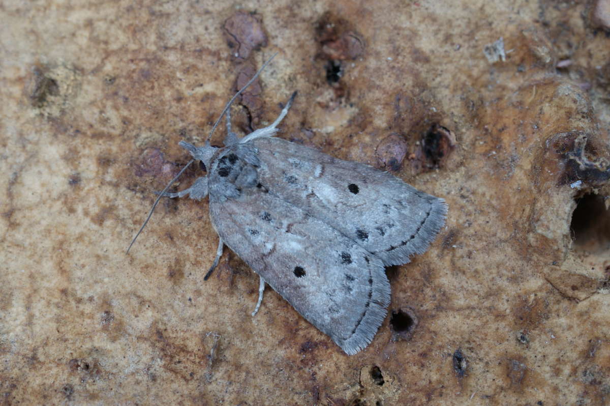 Oak Nycteoline (Nycteola revayana) photographed at Aylesham  by Dave Shenton 