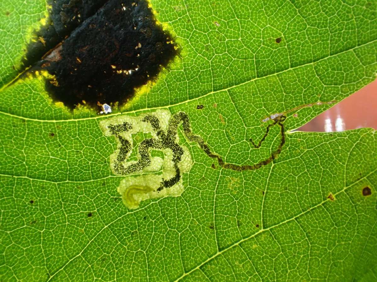 Barred Sycamore Pigmy (Stigmella speciosa) photographed in Kent by Dave Shenton