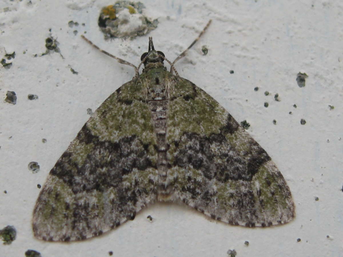 Yellow-barred Brindle (Acasis viretata) photographed at Aylesham  by Dave Shenton 