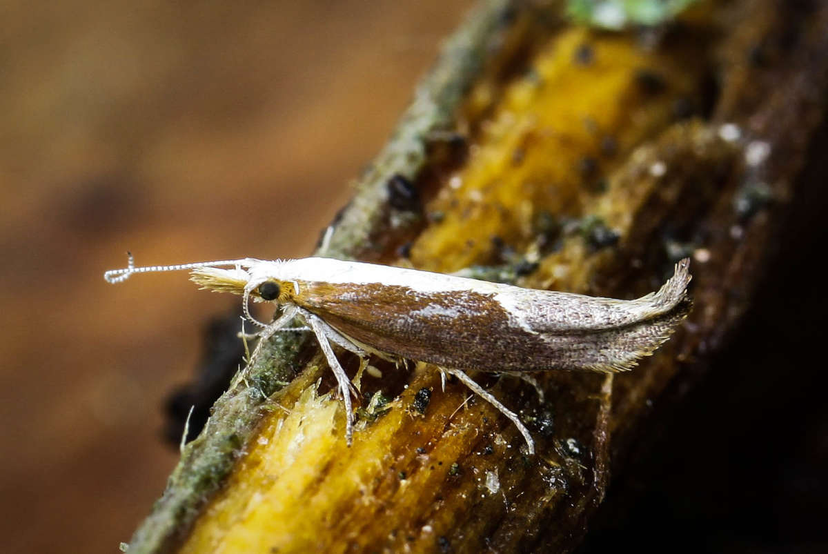 Honeysuckle Moth (Ypsolopha dentella) photographed in Kent by Carol Strafford 