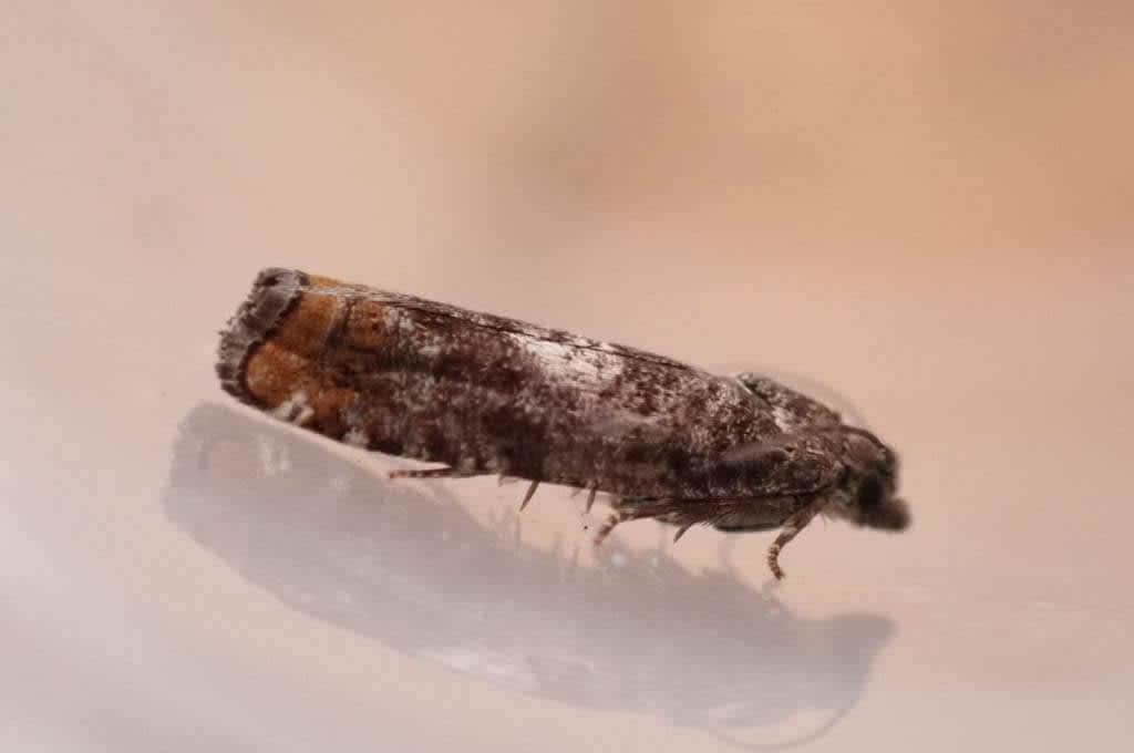 Pine Bell (Epinotia rubiginosana) photographed at Seal Chart by Oliver Bournat 