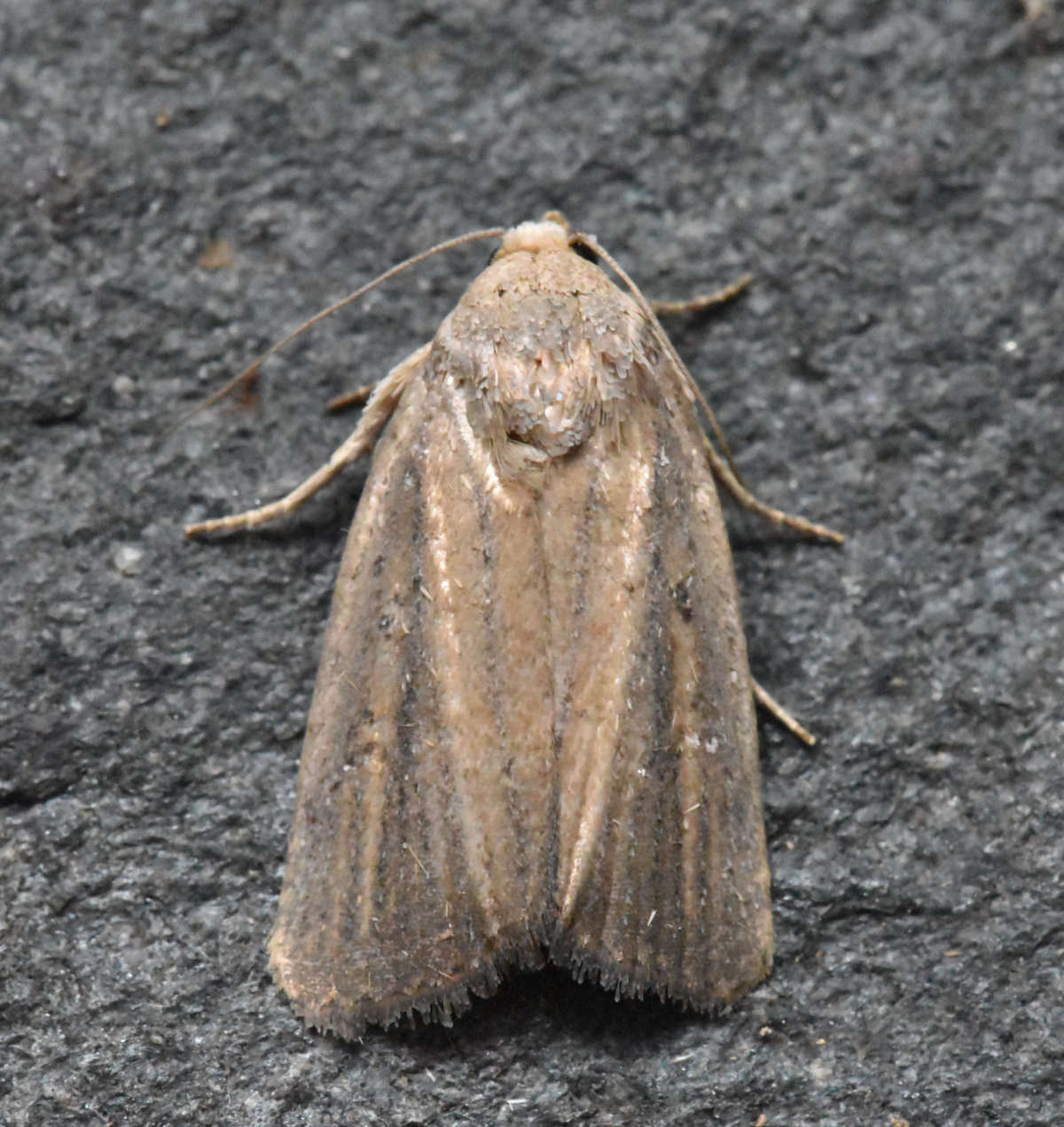 Porter's Rustic (Athetis hospes) photographed in Kent by Ross Newham 