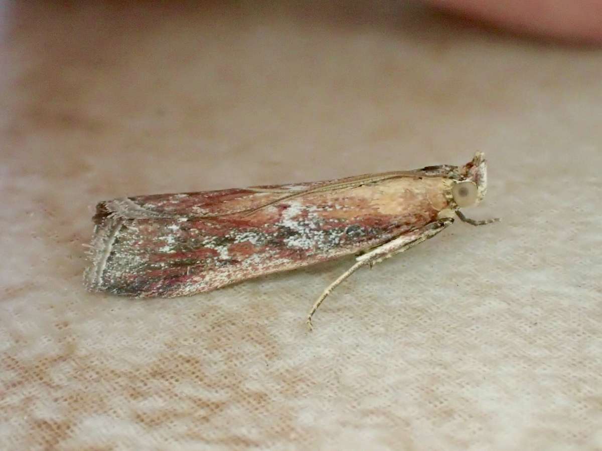 Kent Knot-horn (Moitrelia obductella) photographed at Aylesham  by Dave Shenton 