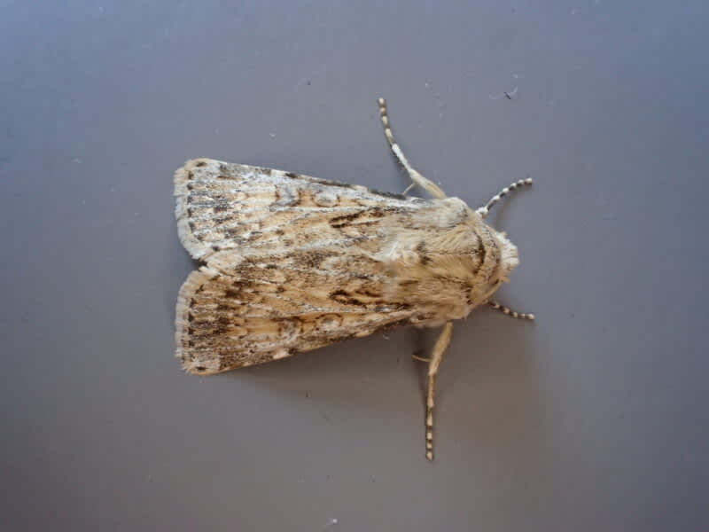 Sand Dart (Agrotis ripae) photographed in Kent by Ian Hunter