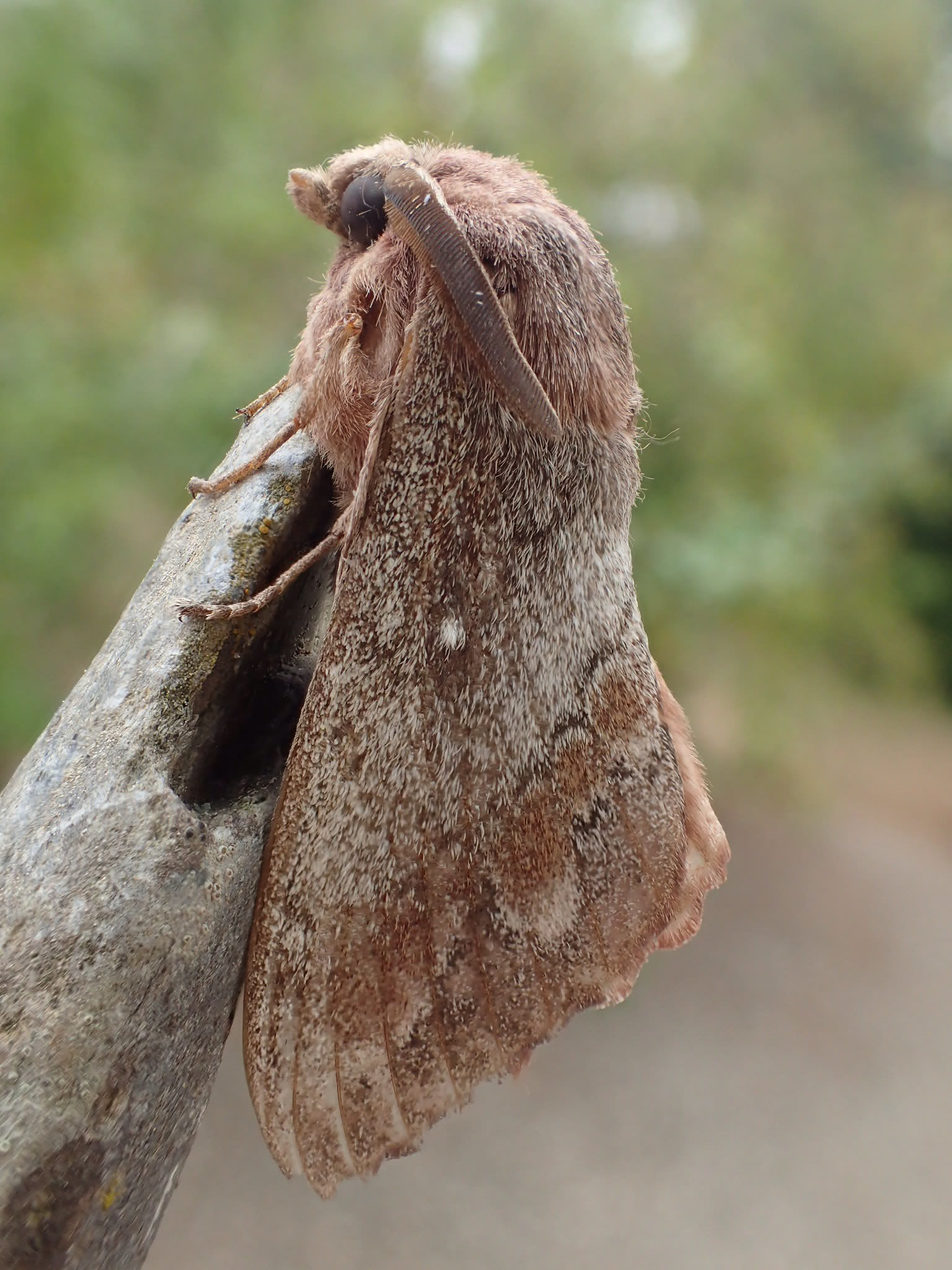 Pine-tree Lappet (Dendrolimus pini) photographed at La Cluse Basse, France  by Dave Shenton