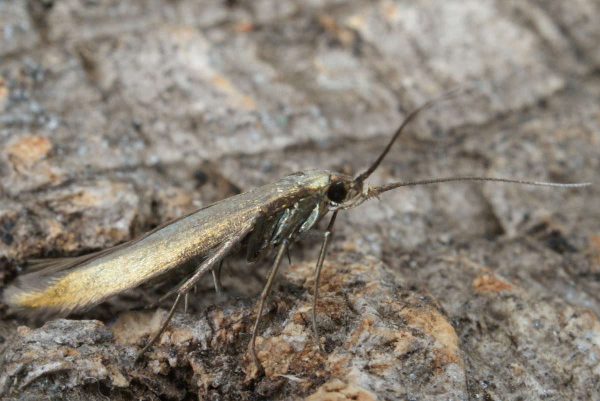 Large Clover Case-bearer (Coleophora trifolii) photographed at Aylesham  by Dave Shenton 