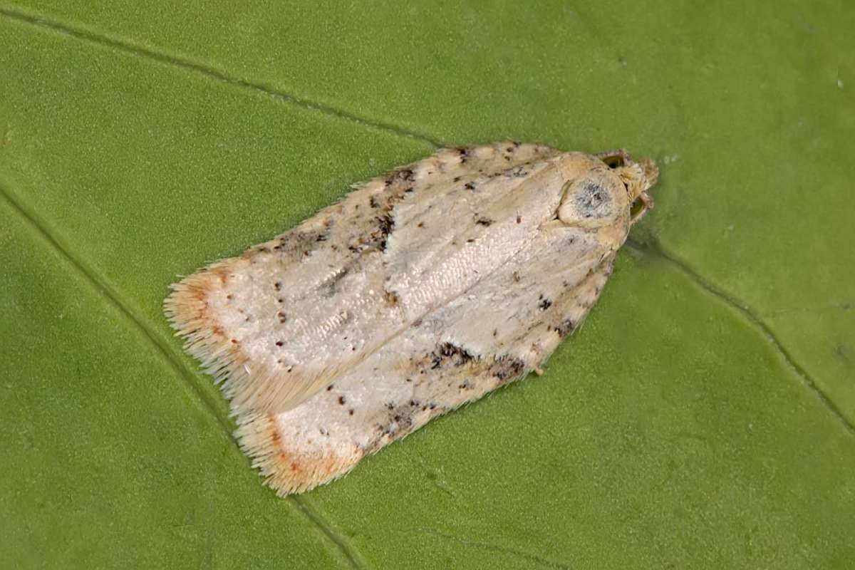 Elm Button (Acleris kochiella) photographed in Kent by Peter Maton 