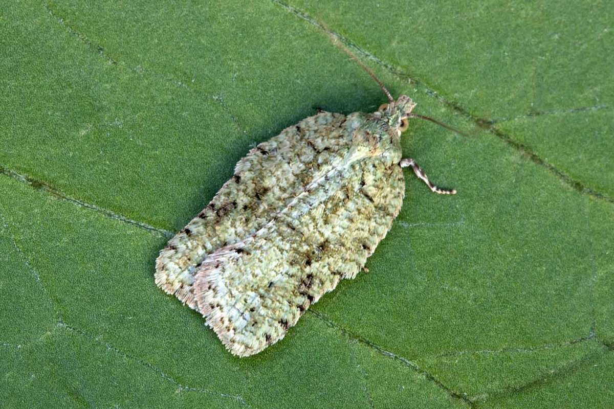 Lichen Button (Acleris literana) photographed at Boughton-under-Blean  by Peter Maton 