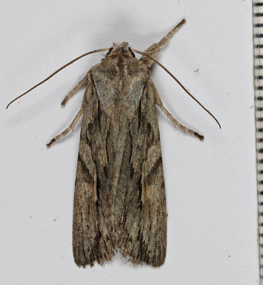 Blair's Shoulder-knot (Lithophane leautieri) photographed in Kent by Steve Cutt